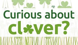 Cheshire: Curious about clover?